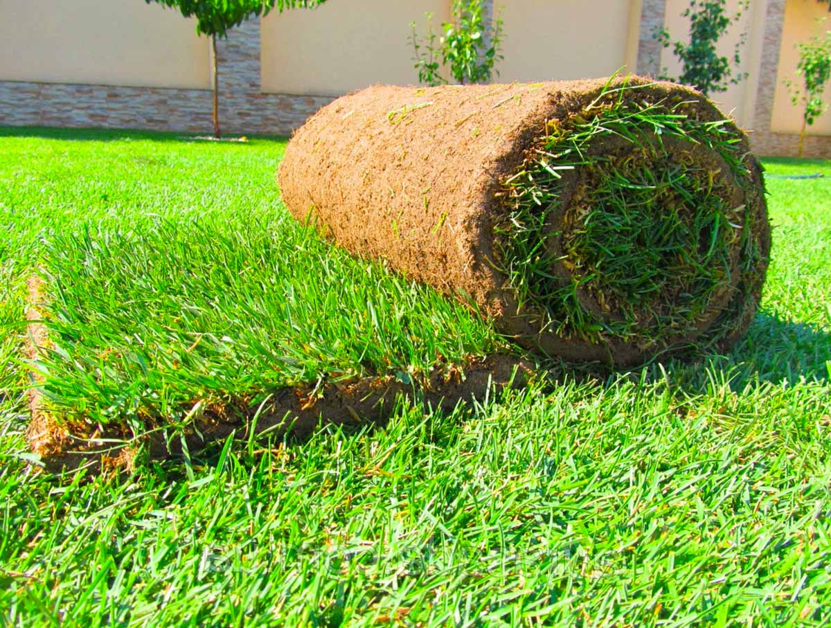 YARD & LOT CLEAN-UP