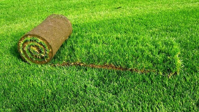 YARD & LOT CLEAN-UP